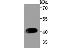 Daudi cell lysates, probed with MEK1(T292) (3F10 ) Monoclonal Antibody  at 1:1000 overnight at 4˚C. (MEK1 抗体  (pThr292))