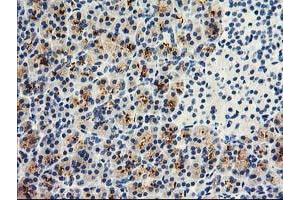 Image no. 1 for anti-Dipeptidylpeptidase 10 (DPP10) antibody (ABIN1497833) (DPP10 抗体)