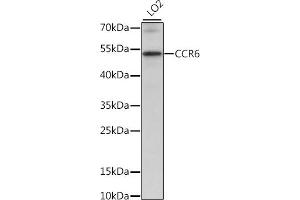 Western blot analysis of extracts of LO2 cells, using CCR6 antibody (ABIN7266308) at 1:1000 dilution. (CCR6 抗体  (C-Term))