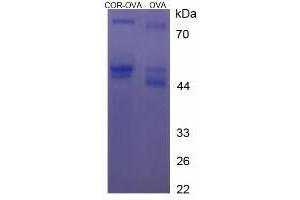 Image no. 2 for Cortisone (COR) protein (Ovalbumin) (ABIN1880123) (Cortisone Protein (COR) (Ovalbumin))