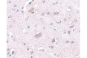 Immunohistochemistry of ARMETL1 in human brain tissue with ARMETL1 polyclonal antibody  at 2.