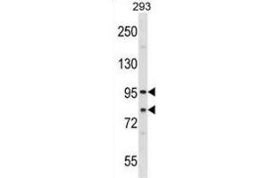 Western Blotting (WB) image for anti-Sec23 Homolog A (SEC23A) antibody (ABIN2999160) (SEC23A 抗体)