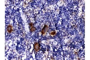 PF4 was detected in paraffin-embedded sections of mouse spleen tissues using rabbit anti- PF4 Antigen Affinity purified polyclonal antibody (Catalog # ) at 1 µg/mL. (PF4 抗体  (AA 30-105))