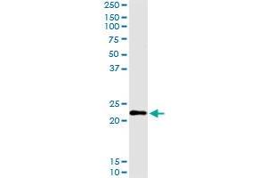 Immunoprecipitation of CGB transfected lysate using anti-CGB MaxPab rabbit polyclonal antibody and Protein A Magnetic Bead , and immunoblotted with CGB purified MaxPab mouse polyclonal antibody (B01P) . (CGB 抗体  (AA 1-165))