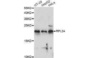 Western blot analysis of extracts of various cell lines, using RPL24 antibody (ABIN6290878) at 1:1000 dilution. (RPL24 抗体)
