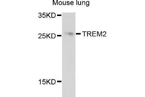 Western blot analysis of extracts of mouse lung, using TREM2 antibody (ABIN5999094) at 1/1000 dilution. (TREM2 抗体)