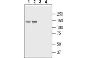 Western Blotting (WB) image for anti-ATPase, Ca++ Transporting, Plasma Membrane 4 (ATP2B4) (AA 601-617) antibody (ABIN7042958)