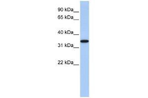 ART4 antibody used at 1 ug/ml to detect target protein.