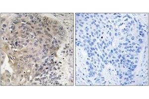 Immunohistochemistry (IHC) image for anti-ATP/GTP Binding Protein-Like 3 (AGBL3) (AA 611-660) antibody (ABIN2890250) (AGBL3 抗体  (AA 611-660))