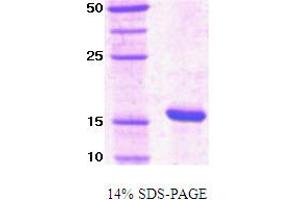 SDS-PAGE (SDS) image for Peptidylprolyl Cis/trans Isomerase, NIMA-Interacting 1 (PIN1) protein (ABIN666676) (PIN1 蛋白)