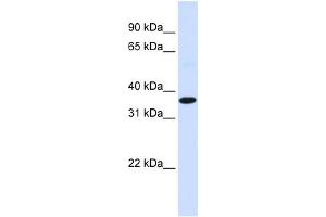 WB Suggested Anti-FOS Antibody Titration:  0. (c-FOS 抗体  (N-Term))
