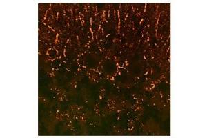 Synaptophysin antibody used at a concentration of 10 ug/ml to detect synaptic puncta in rodent brain (red). (Synaptophysin 抗体  (N-Term))