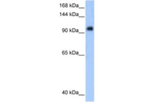 Western Blotting (WB) image for anti-Protein Phosphatase 1, Regulatory Subunit 13 Like (PPP1R13L) antibody (ABIN2460585) (PPP1R13L 抗体)