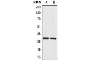 Western blot analysis of MRPL46 expression in U251MG (A), HepG2 (B) whole cell lysates. (MRPL46 抗体  (Center))