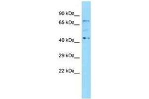 KBTBD5 抗体  (N-Term)