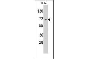 Western blot analysis of anti-EARS2 Pab in HL60 cell line lysates (35ug/lane). (EARS2 抗体  (C-Term))