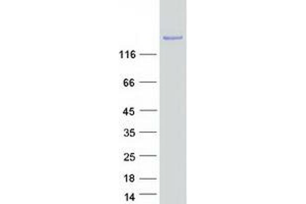 SPAG9 Protein (Transcript Variant 3) (Myc-DYKDDDDK Tag)