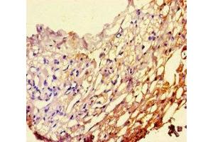Immunohistochemistry of paraffin-embedded human thyroid tissue using ABIN7163143 at dilution of 1:100 (PEBP1 抗体  (AA 97-128))
