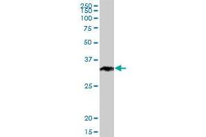 Western Blotting (WB) image for anti-STIP1 Homology and U-Box Containing Protein 1 (STUB1) (AA 1-303) antibody (ABIN950132)