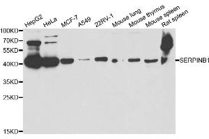 Western blot analysis of extracts of various cell lines, using SERPINB1 antibody (ABIN5973688) at 1/1000 dilution. (SERPINB1 抗体)