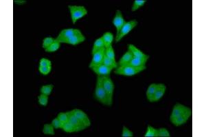 Immunofluorescence staining of HepG2 cells with ABIN7155245 at 1:66, counter-stained with DAPI. (HAL 抗体  (AA 36-152))