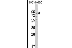 Western blot analysis of MyoGEF Antibody (N-term) (ABIN390909 and ABIN2841114) in NCI- cell line lysates (35 μg/lane). (PLEKHG6 抗体  (N-Term))
