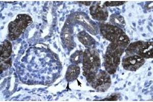 Immunohistochemical staining (Formalin-fixed paraffin-embedded sections) of human kidney with GPBP1 polyclonal antibody  at 4-8 ug/mL working concentration. (GC-Rich Promoter Binding Protein 1 (GPBP1) (N-Term) 抗体)