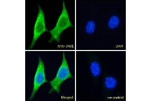 ABIN5539629 Immunofluorescence analysis of paraformaldehyde fixed NIH3T3 cells, permeabilized with 0. (JAG1 抗体  (C-Term))