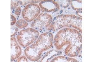 Used in DAB staining on fromalin fixed paraffin- embedded kidney tissue (OPA3 抗体  (AA 23-179))
