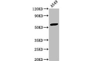Western Blot Positive WB detected in: A549 whole cell lysate All lanes: IFIT3 antibody at 3. (IFIT3 抗体  (AA 1-490))