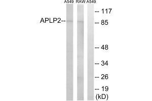 Western blot analysis of extracts from A549 cells and RAW264. (APLP2 抗体  (Internal Region))