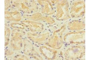 Immunohistochemistry of paraffin-embedded human kidney tissue using ABIN7170732 at dilution of 1:100 (STRADA 抗体  (AA 25-210))