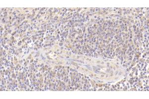 Detection of MFAP4 in Human Spleen Tissue using Polyclonal Antibody to Microfibrillar Associated Protein 4 (MFAP4) (MFAP4 抗体  (AA 22-255))