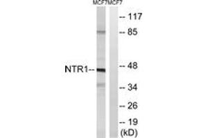 Western blot analysis of extracts from MCF7 cells, using NTR1 Antibody. (NTSR1 抗体  (AA 181-230))
