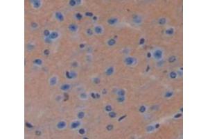IHC-P analysis of Mouse Tissue, with DAB staining. (TPT1 抗体  (AA 1-172))