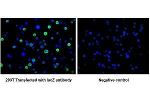 Immunofluorescence staining of 293T cells transfected with ABIN7141389 at 1:100, counter-stained with DAPI. (LacZ 抗体)