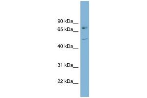 WB Suggested Anti-AADAT Antibody Titration:  0.
