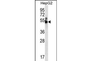 WDR85 Antibody (N-term) (ABIN656409 and ABIN2845703) western blot analysis in HepG2 cell line lysates (35 μg/lane). (Diphthamide Biosynthesis 7 (DPH7) (AA 23-51), (N-Term) 抗体)