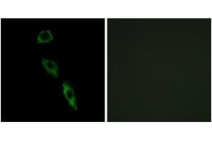 Immunofluorescence analysis of A549 cells, using ERAS Antibody. (ERAS 抗体  (AA 184-233))