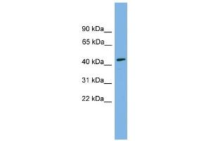 WB Suggested Anti-DOM3Z Antibody Titration: 0. (DOM3Z 抗体  (N-Term))