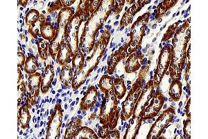 Immunohistochemistry analysis of paraffin-embedded mouse kidney using BRAF Polyclonal Antibody at dilution of 1:400. (BRAF 抗体)