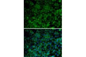 Immunofluorescence (IF) image for anti-Cyclin-Dependent Kinase 7 (CDK7) (AA 1-346) antibody (ABIN3022405)