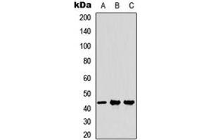 Western blot analysis of MFG-E8 expression in A549 (A), NS-1 (B), PC12 (C) whole cell lysates. (MFGE8 抗体  (Center))