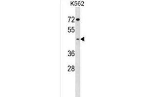 GCNT7 Antibody (C-term) (ABIN1537131 and ABIN2850089) western blot analysis in K562 cell line lysates (35 μg/lane). (GCNT7 抗体  (C-Term))