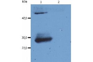 Western Blotting analysis (reducing conditions) of human IgG Fab fragment using anti-human IgG Fab fragment (4A11). (小鼠 anti-人 IgG (Fab Region) Antibody (PE))