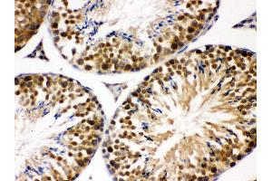 Anti- JAB1 Picoband antibody, IHC(P) IHC(P): Mouse Testis Tissue (COPS5 抗体  (AA 8-334))