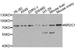 Western blot analysis of extracts of various cells, using NR2C1 antibody. (NR2C1 抗体)