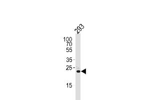 Western blot analysis of lysate from 293 cell line, using RSPO2 Antibody (C-term) (ABIN651457 and ABIN2840250). (RSPO2 抗体  (C-Term))