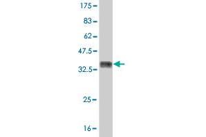 Western Blot detection against Immunogen (36. (MUSK 抗体  (AA 301-400))