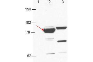 Anti-Esrp-1/2 antibody by western blot shows detection in 293T cell extracts. (Esrp-1/2 抗体)